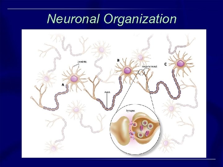 Neuronal Organization 