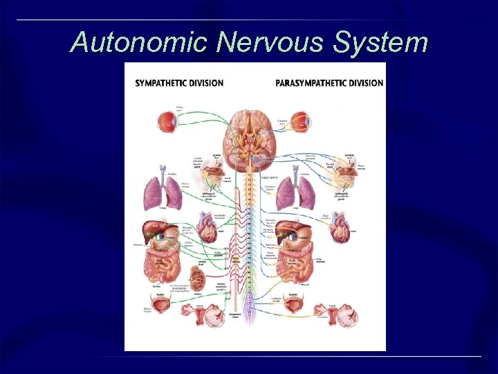 Autonomic Nervous System 