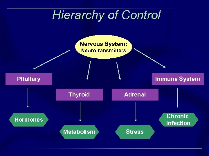 Hierarchy of Control Nervous System: Neurotransmitters Pituitary Immune System Thyroid Adrenal Chronic Infection Hormones