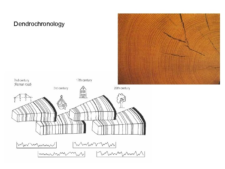 Dendrochronology 