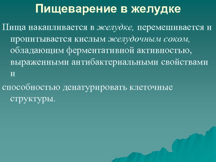 Пищеварение в желудке Пища накапливается в желудке, перемешивается и пропитывается кислым желудочным соком, обладающим