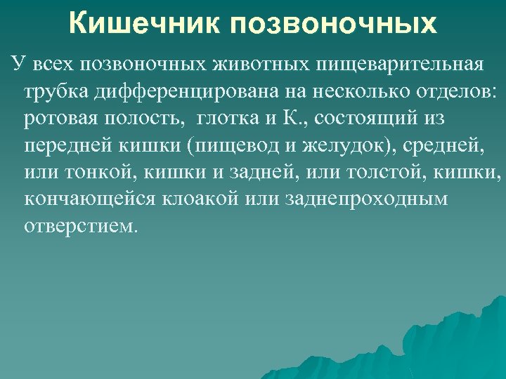 Кишечник позвоночных У всех позвоночных животных пищеварительная трубка дифференцирована на несколько отделов: ротовая полость,