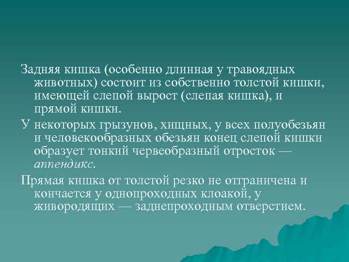 Задняя кишка (особенно длинная у травоядных животных) состоит из собственно толстой кишки, имеющей слепой