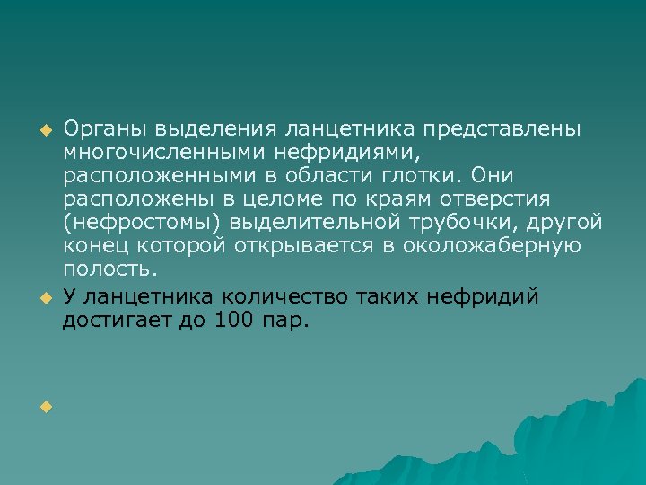u u u Органы выделения ланцетника представлены многочисленными нефридиями, расположенными в области глотки. Они