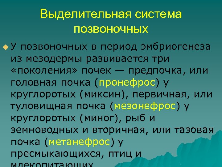 Эволюция выделительной системы у животных презентация