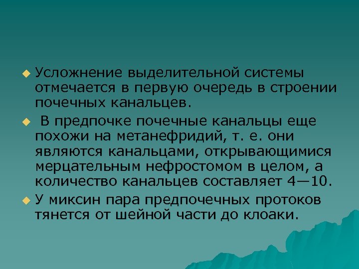 Усложнение выделительной системы отмечается в первую очередь в строении почечных канальцев. u В предпочке
