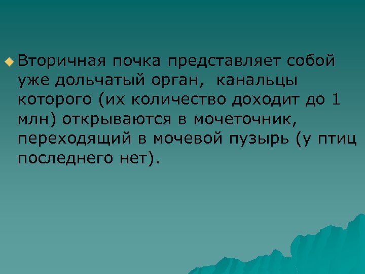 u Вторичная почка представляет собой уже дольчатый орган, канальцы которого (их количество доходит до