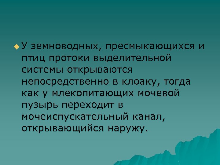 u У земноводных, пресмыкающихся и птиц протоки выделительной системы открываются непосредственно в клоаку, тогда