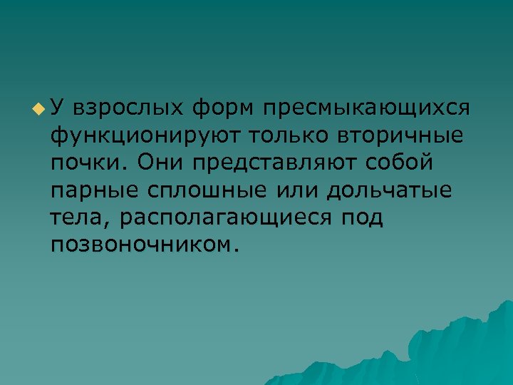 u У взрослых форм пресмыкающихся функционируют только вторичные почки. Они представляют собой парные сплошные