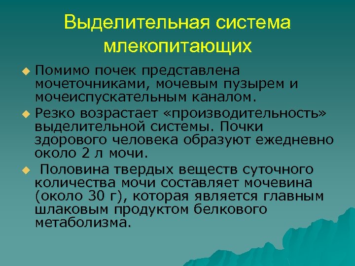 Выделительная система млекопитающих Помимо почек представлена мочеточниками, мочевым пузырем и мочеиспускательным каналом. u Резко