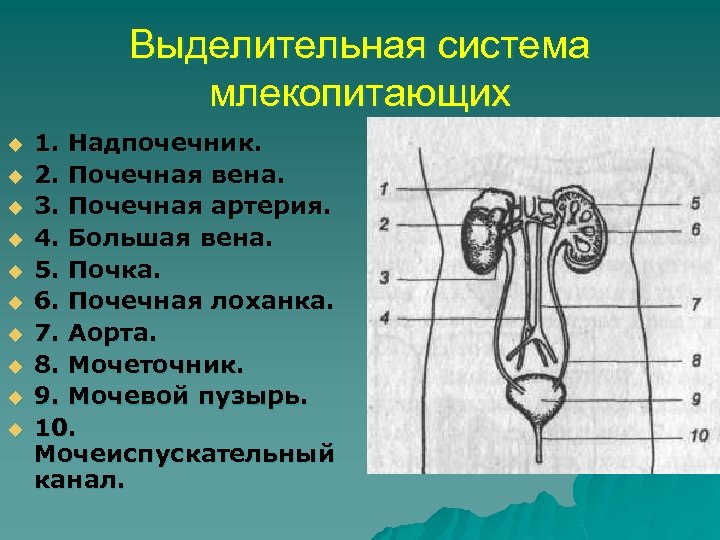 Схема выделительной системы у млекопитающих - 93 фото