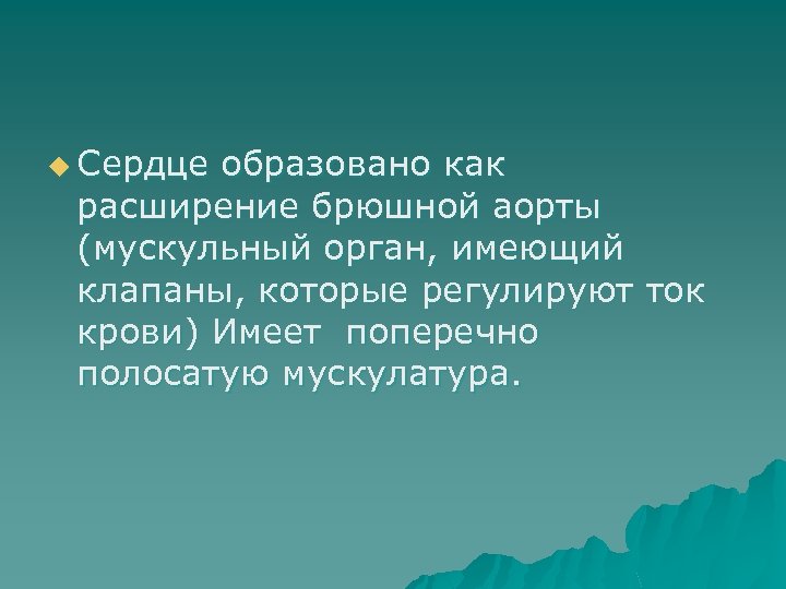 u Сердце образовано как расширение брюшной аорты (мускульный орган, имеющий клапаны, которые регулируют ток