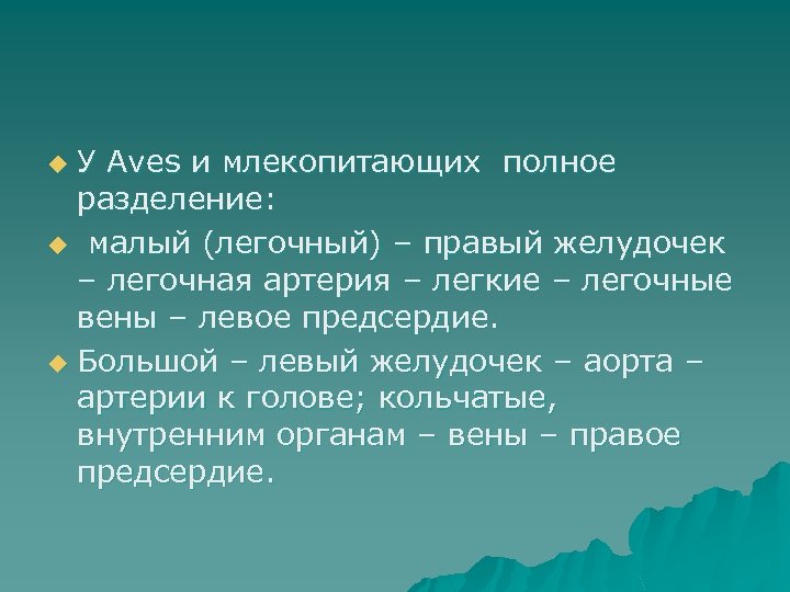 У Aves и млекопитающих полное разделение: u малый (легочный) – правый желудочек – легочная