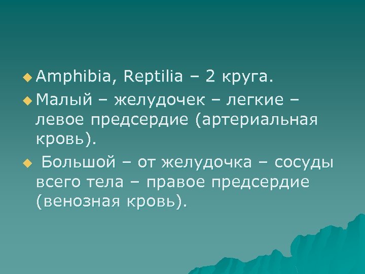 u Amphibia, Reptilia – 2 круга. u Малый – желудочек – легкие – левое