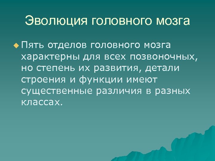 Эволюция головного мозга u Пять отделов головного мозга характерны для всех позвоночных, но степень