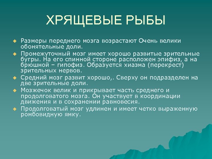 ХРЯЩЕВЫЕ РЫБЫ u u u Размеры переднего мозга возрастают Очень велики обонятельные доли. Промежуточный