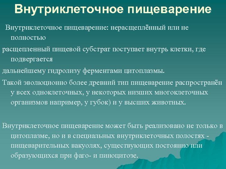 Внутриклеточное пищеварение картинки