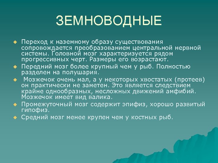 ЗЕМНОВОДНЫЕ u u u Переход к наземному образу существования сопровождается преобразованием центральной нервной системы.
