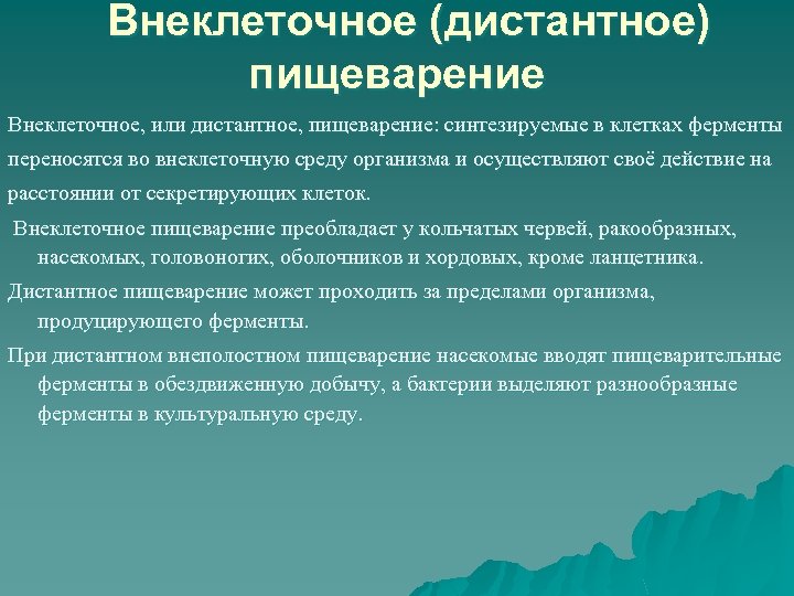  Внеклеточное (дистантное) пищеварение Внеклеточное, или дистантное, пищеварение: синтезируемые в клетках ферменты переносятся во