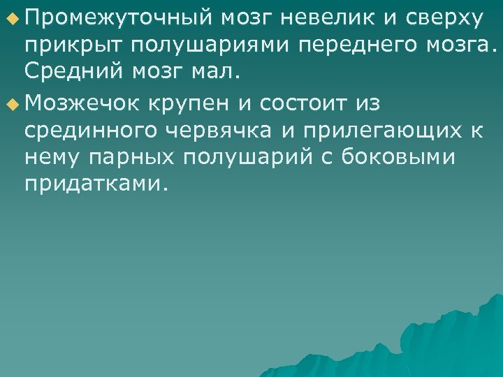 u Промежуточный мозг невелик и сверху прикрыт полушариями переднего мозга. Средний мозг мал. u
