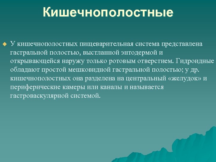 Кишечнополостные u У кишечнополостных пищеварительная система представлена гастральной полостью, выстланной энтодермой и открывающейся наружу