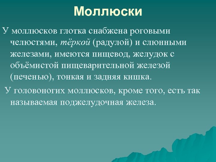 Моллюски У моллюсков глотка снабжена роговыми челюстями, тёркой (радулой) и слюнными железами, имеются пищевод,