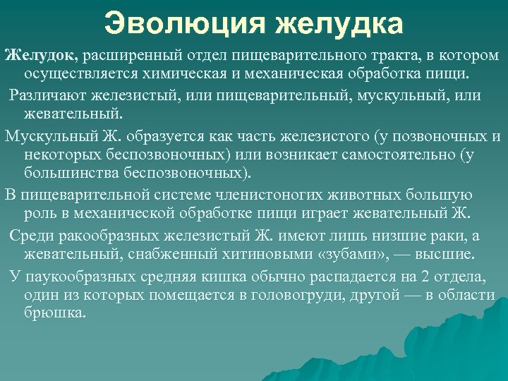 Эволюция желудка Желудок, расширенный отдел пищеварительного тракта, в котором осуществляется химическая и механическая обработка