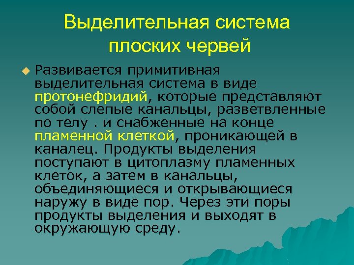 Выделительная система плоских червей u Развивается примитивная выделительная система в виде протонефридий, которые представляют