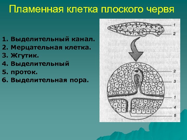 Пламенная клетка плоского червя 1. Выделительный канал. 2. Мерцательная клетка. 3. Жгутик. 4. Выделительный