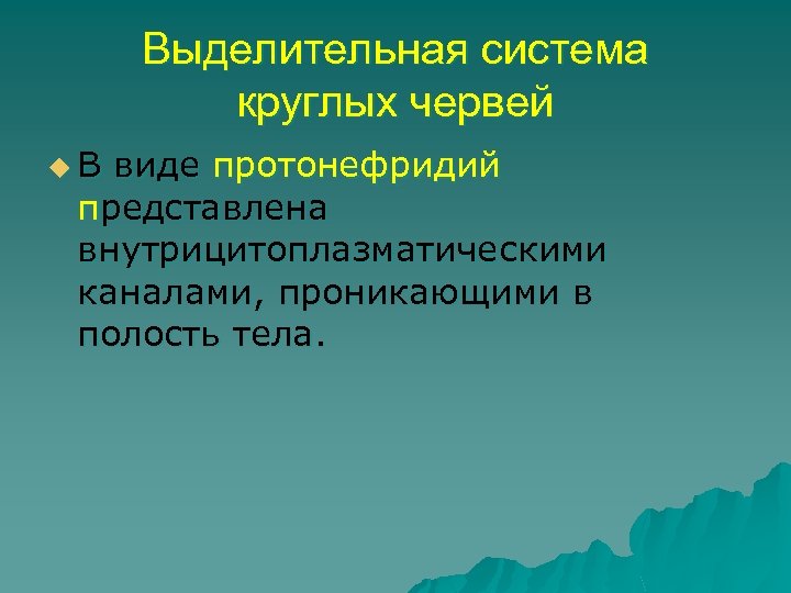 Выделительная система круглых червей u В виде протонефридий представлена внутрицитоплазматическими каналами, проникающими в полость