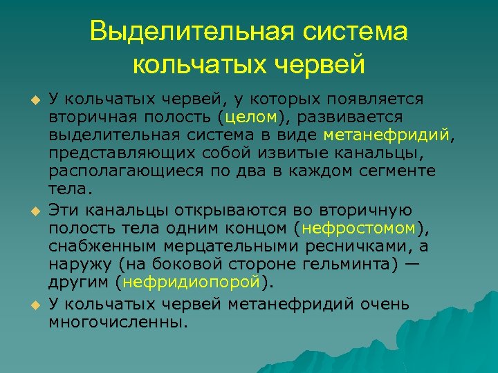 Выделительная система кольчатых червей u u u У кольчатых червей, у которых появляется вторичная