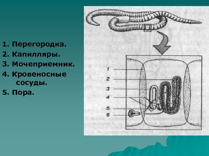 1. Перегородка. 2. Капилляры. 3. Мочеприемник. 4. Кровеносные сосуды. 5. Пора. 