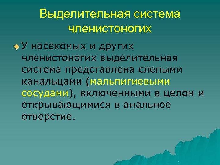 Выделительная система членистоногих u У насекомых и других членистоногих выделительная система представлена слепыми канальцами