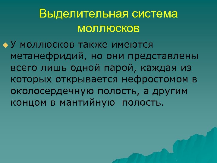 Выделительная система моллюсков u У моллюсков также имеются метанефридий, но они представлены всего лишь
