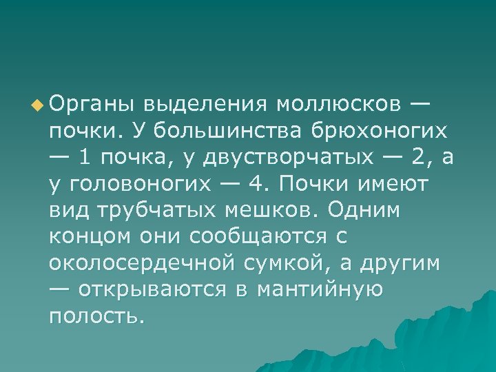 u Органы выделения моллюсков — почки. У большинства брюхоногих — 1 почка, у двустворчатых