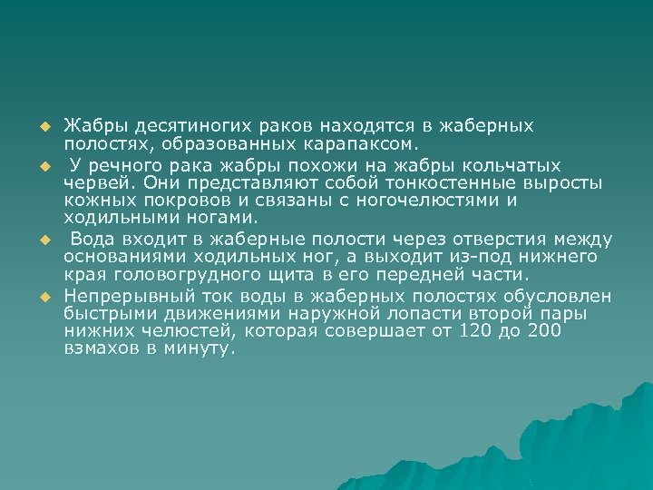 u u Жабры десятиногих раков находятся в жаберных полостях, образованных карапаксом. У речного рака