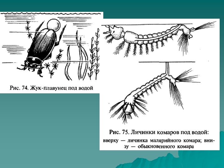 Личинка комара рода culex рисунок