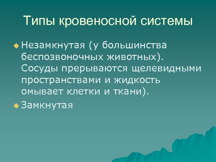 Типы кровеносной системы u Незамкнутая (у большинства беспозвоночных животных). Сосуды прерываются щелевидными пространствами и
