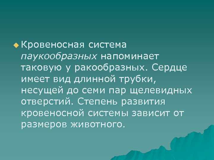 u Кровеносная система паукообразных напоминает таковую у ракообразных. Сердце имеет вид длинной трубки, несущей