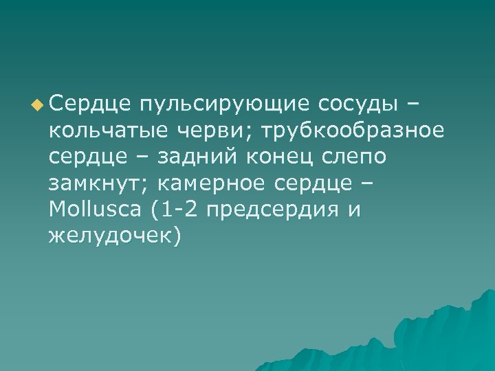 u Сердце пульсирующие сосуды – кольчатые черви; трубкообразное сердце – задний конец слепо замкнут;