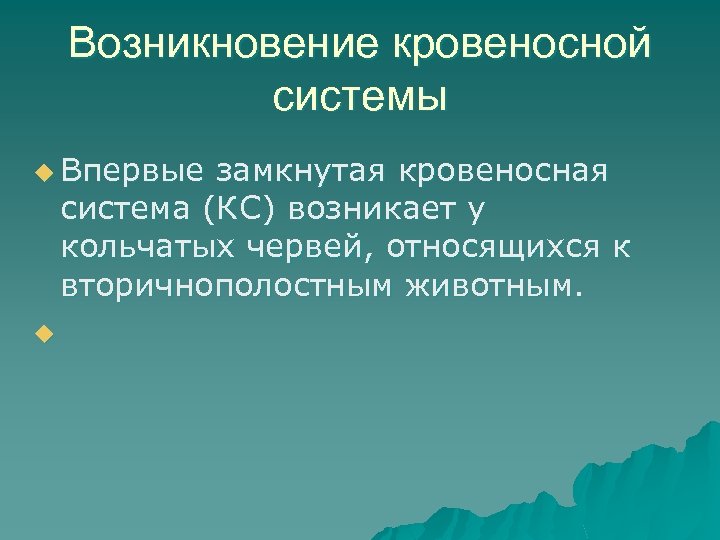 Возникновение кровеносной системы u Впервые замкнутая кровеносная система (КС) возникает у кольчатых червей, относящихся
