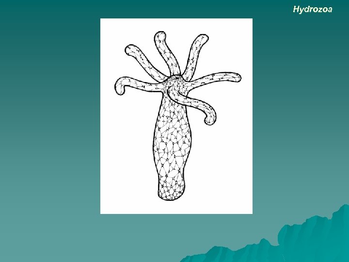 Hydrozoa 