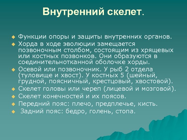 Внутренний скелет. u u u u Функции опоры и защиты внутренних органов. Хорда в