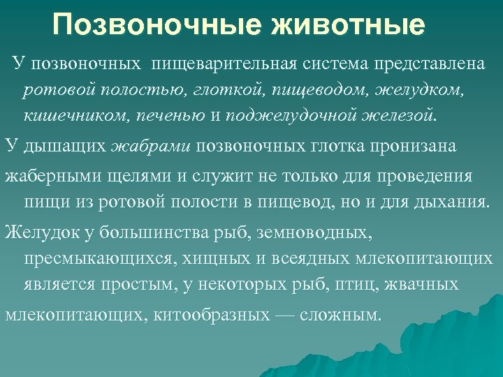 Позвоночные животные У позвоночных пищеварительная система представлена ротовой полостью, глоткой, пищеводом, желудком, кишечником, печенью