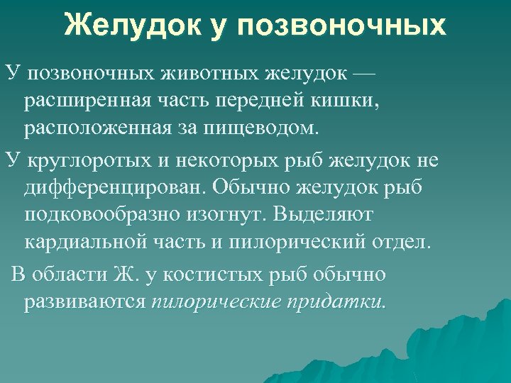 Желудок у позвоночных У позвоночных животных желудок — расширенная часть передней кишки, расположенная за