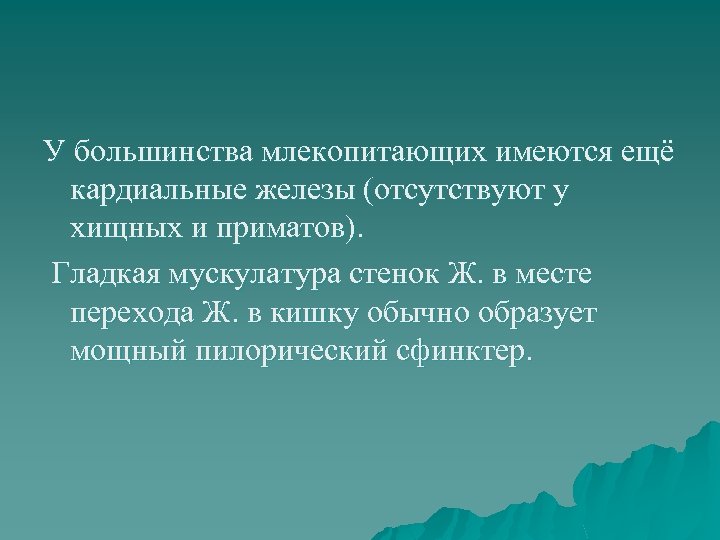 У большинства млекопитающих имеются ещё кардиальные железы (отсутствуют у хищных и приматов). Гладкая мускулатура