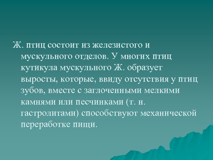 Ж. птиц состоит из железистого и мускульного отделов. У многих птиц кутикула мускульного Ж.