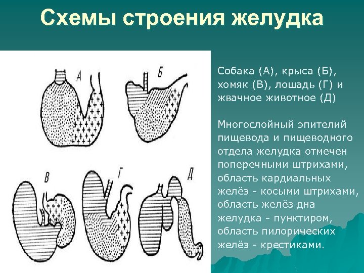 Схемы строения желудка Собака (А), крыса (Б), хомяк (В), лошадь (Г) и жвачное животное
