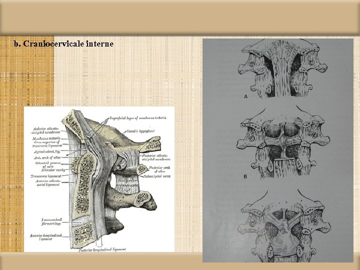 b. Craniocervicale interne 