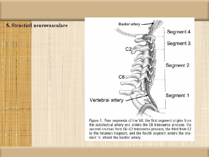 5. Structuri neurovasculare 